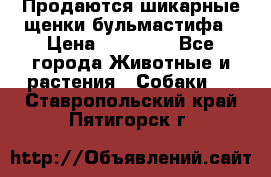 Продаются шикарные щенки бульмастифа › Цена ­ 45 000 - Все города Животные и растения » Собаки   . Ставропольский край,Пятигорск г.